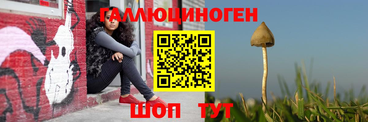 Псилоцибиновые грибы Psilocybe Сочи